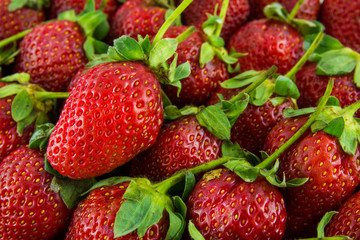 Fresh strawberry