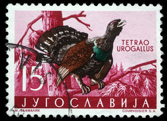 Stamp printed in Yugoslavia shows the Western Capercaillie