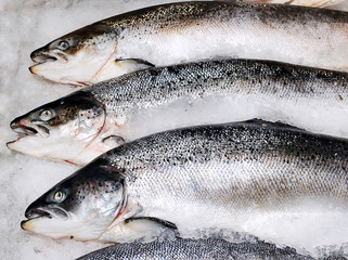 Fresh Norwegian salmon on ice