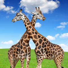 giraffes