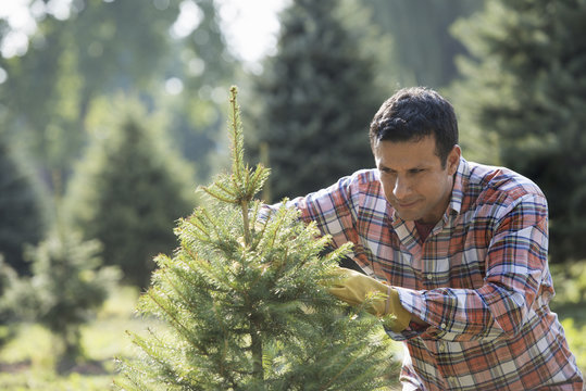 A man pruning an organically grown Christmas tree. 