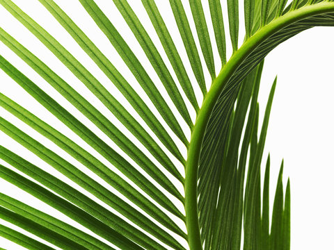 A glossy green palm leaf in close up, with central rib and paired fronds. 