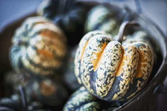 Organic Carnival Acorn Squash just harvested