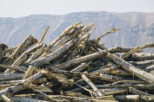 Pile of discarded cottonwood trees