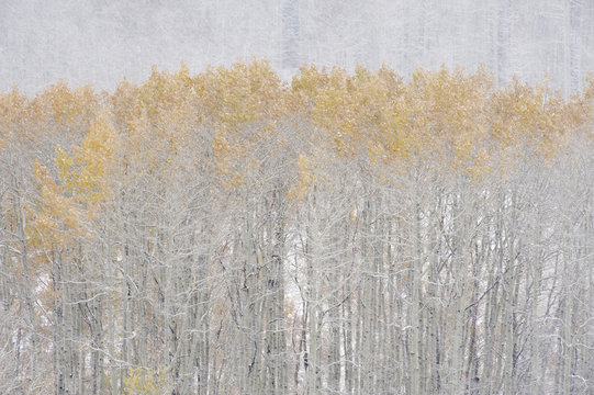 Aspen trees in autumn during snow fall. The Wasatch Mountains in Utah.