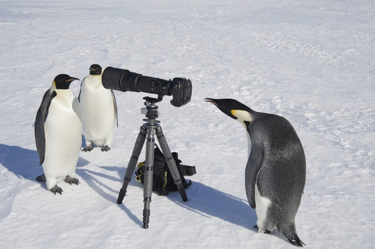 A small group of curious Emperor penguins looking at camera and tripod on the ice on Snow Hill island. A bird peering through the view finder.