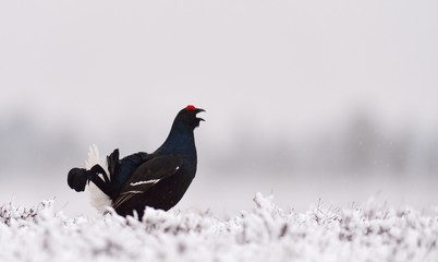 Black Grouse lek on snow