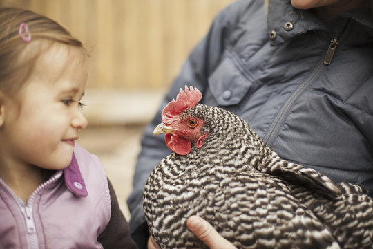 A woman in a grey coat holding a black and white chicken with a red coxcomb under one arm. A young girl beside her holding closely at the chicken.