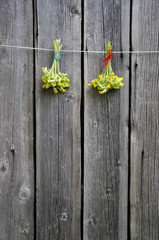 two common cowslip Primula veris flowers bunch