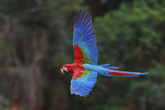 Red-and-green macaws, Ara chloroptera, Buraco das Araras, Brazil