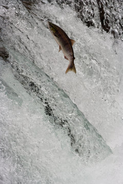 Salmon swimming upstream, Katmai National Park, Alaska, USA