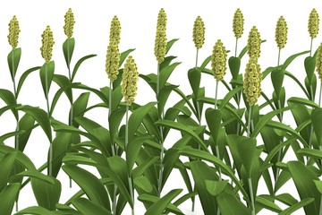 realistic 3d render of sorghum