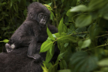 Mountain gorilla juvenile, Volcanoes National Park, Rwanda