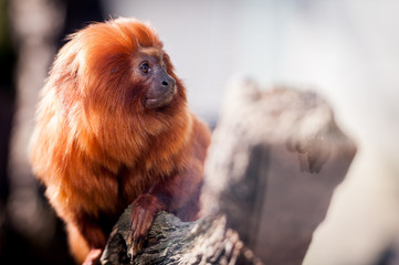 Portrait de singe tamarin lion à tête dorée