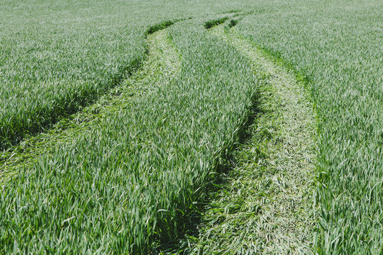 Tire tracks in lush, green field of wheat, near Pullman, flattening the growing crop. 