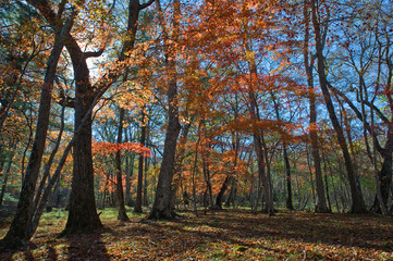 Transparent autumn forest.