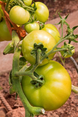 Green tomato plant in the garden. 