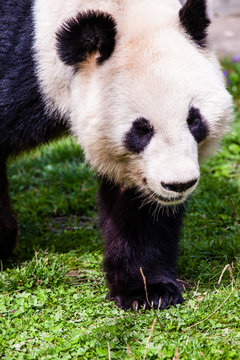 Giand panda bear walking
