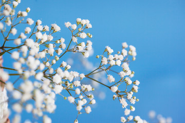 Gypsophila paniculata, light, airy masses of small white flowers