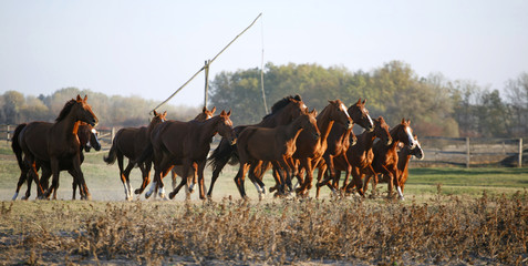 Fototapeta premium Galloping Herd in the Puszta. Bugac is the hungarian desert.