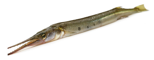 Needle fish of Southeast Asia