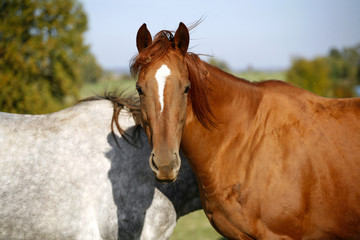 Fototapeta premium Grey and bay thoroughbred horses together in the summer meadow