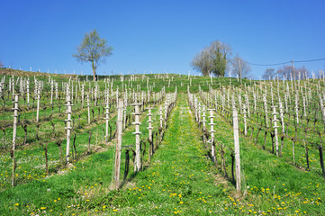 Fototapeta na wymiar empty vineyard with wooden posts