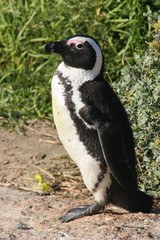 Fototapeta premium Cape Penguin