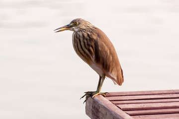 Chinese Pond Heron