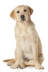 Beautiful Labrador retriever isolated on white background