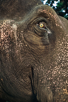 Domestic asiatic elephant face, Elephas maximus, Mudumalai Wildlife Sanctuary, Western Ghats, India