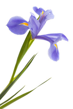 purple iris isolated on white