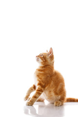 Fototapeta premium Red little cat