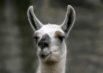 Obraz premium Funny close-up portrait of llama. South American camelid