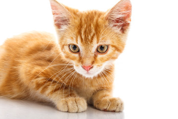 Red little cat