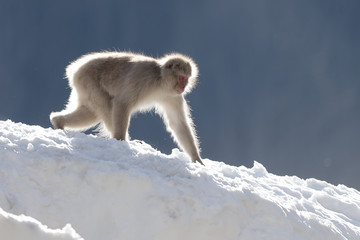 Snow monkey walking