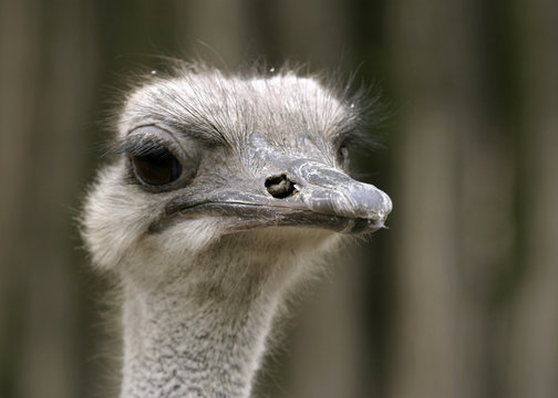 Close-up on a ostrich's head. Ostrich portrait.