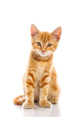 Red little cat
