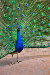 Obraz premium Peacock