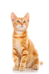 Fototapeta na wymiar Czerwony mały kot