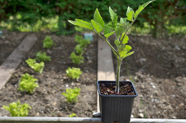 salades,plantation de pieds de tomates au printemps