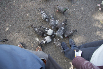 Pigeons city