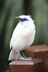 endangered Bali Myna (Leucopsar rothschildi) of Hong Kong Park