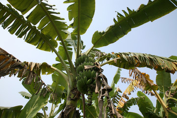 Banana plant with ripe bananas