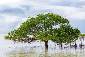 Beautiful mangrove tree growing on the seashore