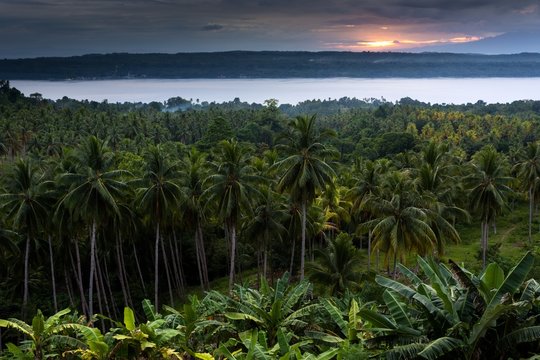 Sunset on palm tree forest
