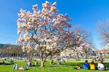 Magnolienblüte in Stuttgart - Schlosspark © Jürgen Fälchle