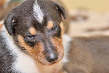 Portrait of adorable Smooth Collie puppy