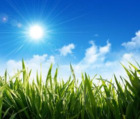Fototapeta premium growing grass under sunny sky