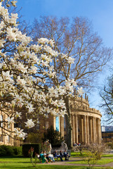 Magnolien vor dem Staatstheater Stuttgart